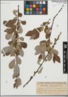 Foto von Salix laurina Sm.